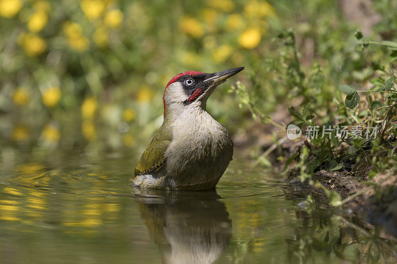 绿啄木鸟清洗(Picus viridis)